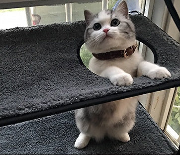 Cat bed hammock removable and washable super suction cup