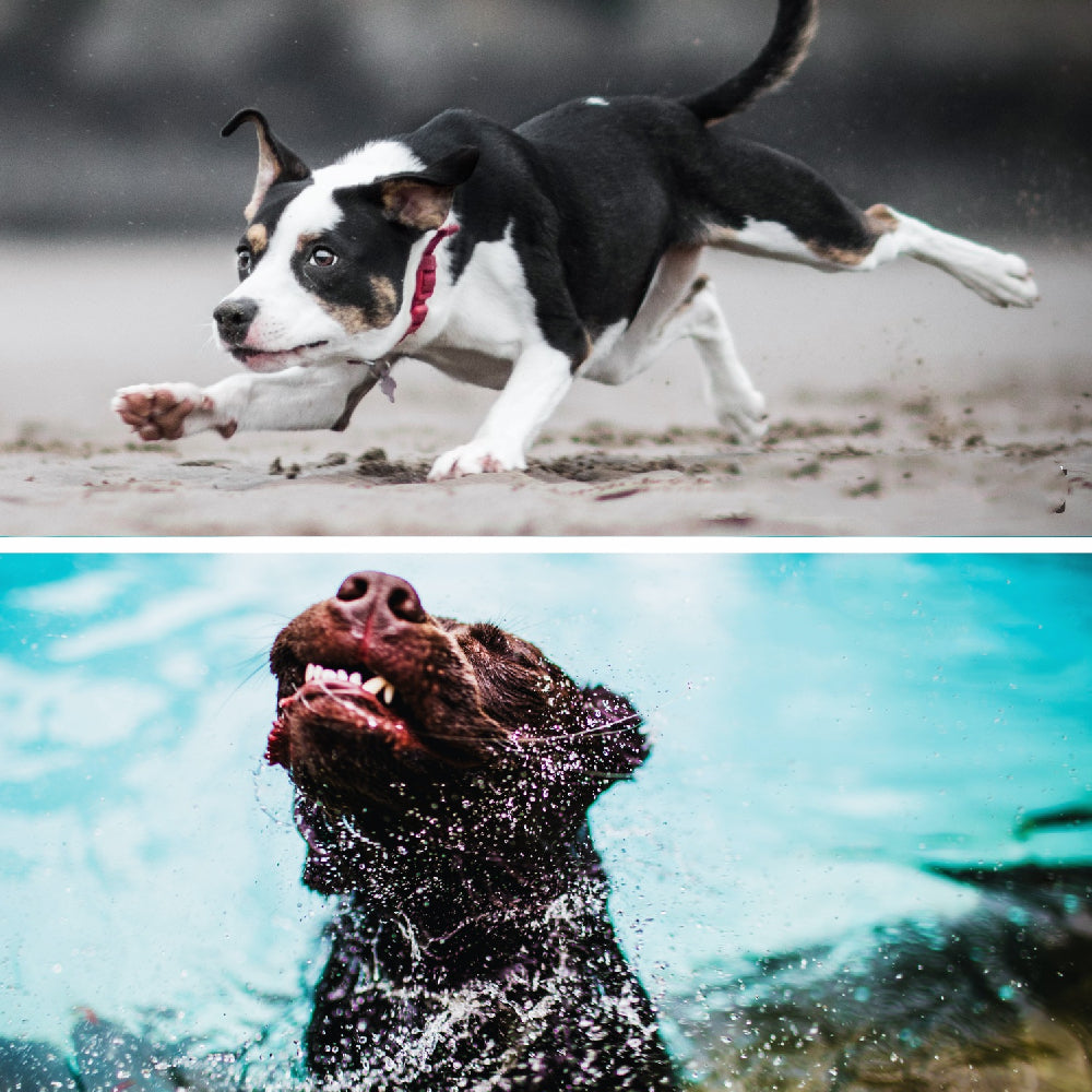 Dual Function Remote Dog Trainer