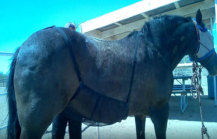 Horse Anti-scratch Belly Protection Mesh